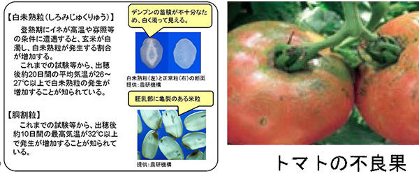 高温被害